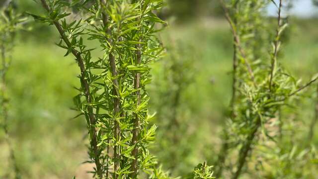Découvrez un jardin bio de fleurs comestibles et plantes aromatiques