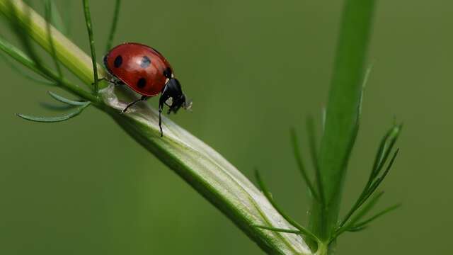 Les insectes pollinisateurs