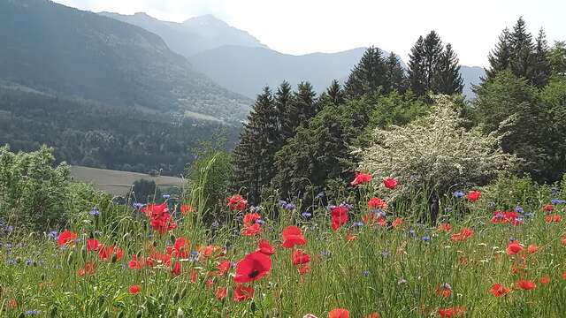 Cycle : Se soigner avec les plantes