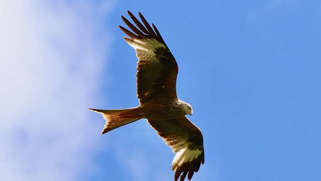 Animation nature : Rapaces, rois des airs