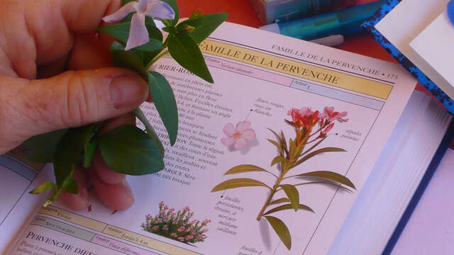 Formation "Initiation à la botanique"