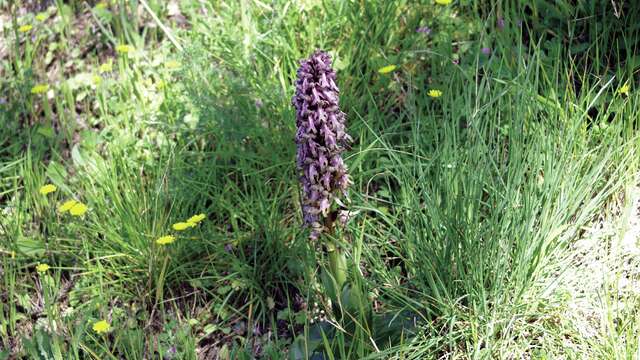 Balade découverte des plantes sauvages à la Font de Mai