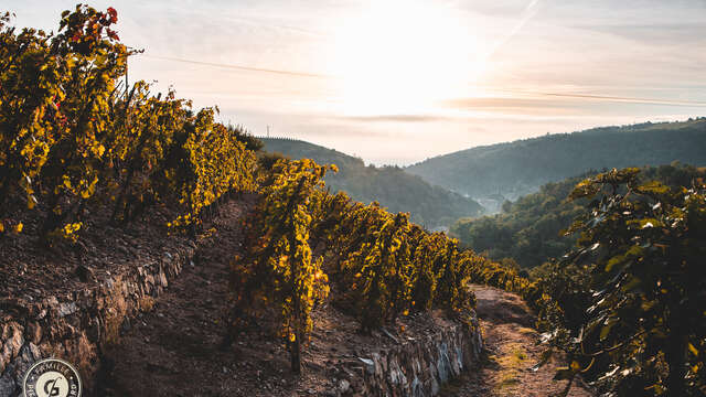 Sunset in the vineyards at Domaine Gaillard