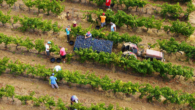 Cave des Vignerons Londais