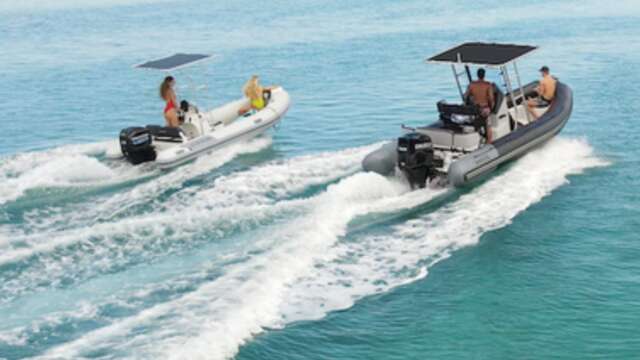 Eleuthera Plongée Tahiti - Whale watching tours