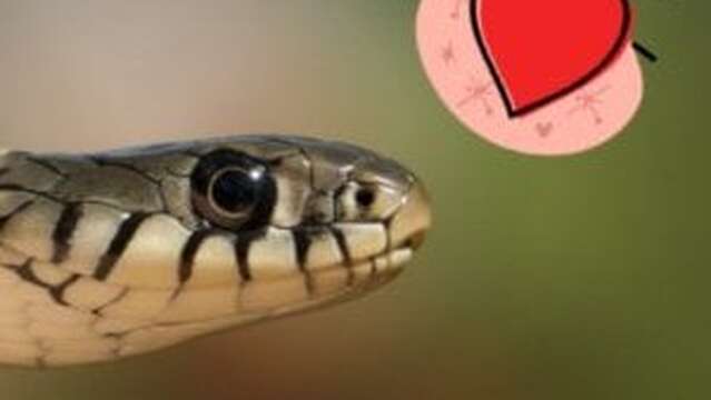 Atelier : Ssssserpent ! (4-7 ans) - Maison du Marais de Lavours