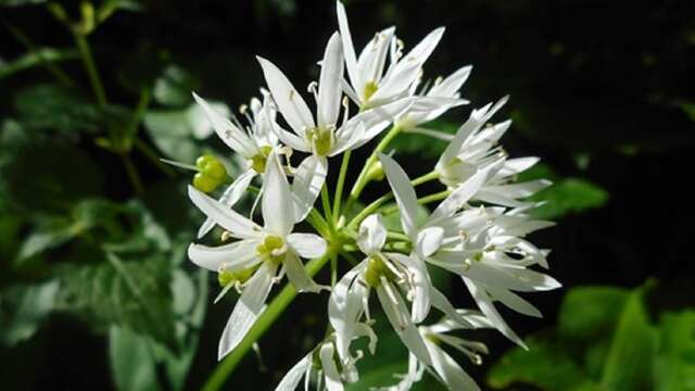 Balade découverte des plantes sauvages au fil des saisons