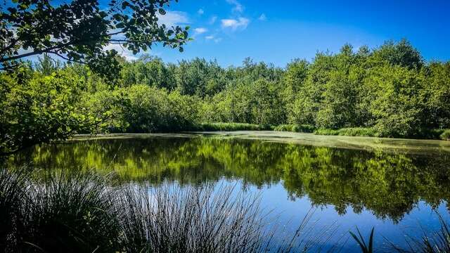 Bizadan pond marsh, ENS de l'Ain