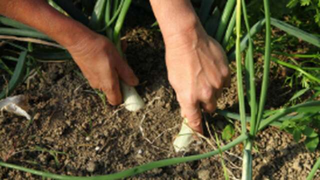 De Ferme en Ferme - Quintet condiments biologiques