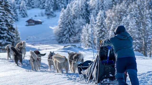 Sortie en chiens de traineaux