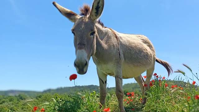 Les Ânes des Bréguières