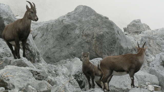 Winter evening: local wildlife