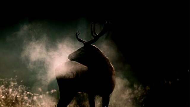 Exposition "EN FORÊT, de la gestion à l'évasion"