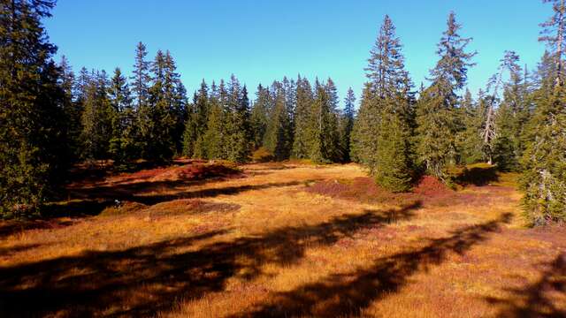 Twilight Guided Tour - Nightlife in the Bog