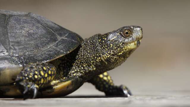 A la découverte de la tortue Cistude d'Europe