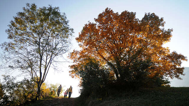 Eco-balades, guides Nature