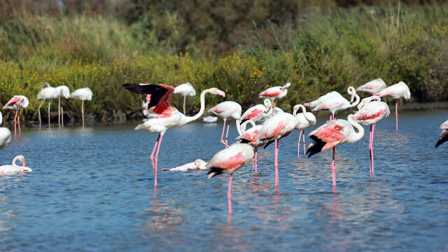 La Camargue