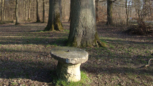 Le vallon de Chevaudeau en forêt de Marly