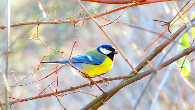 Chickadees and insect assistants to the winemaker