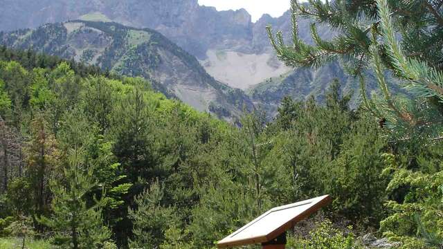 Balade ethnobotanique au Noyer