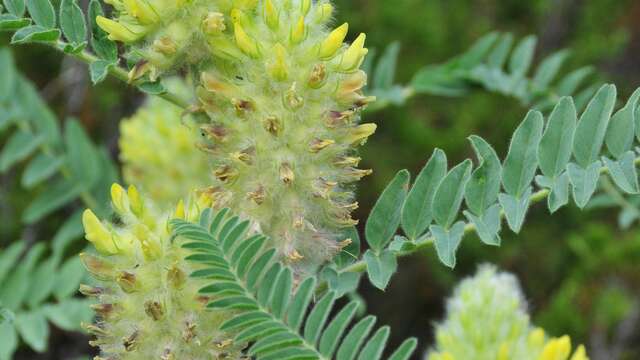 Botanists in Queyras" conference