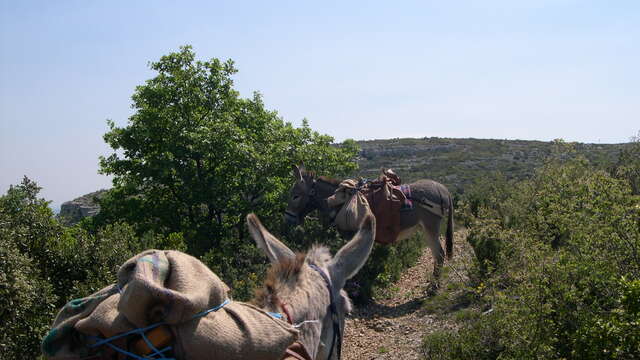 Balades avec les ânes de la Font de Mai