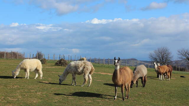 Au coeur d'un élevage de lamas