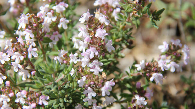 Balade découverte des plantes et de la tisane - 1/2 journée