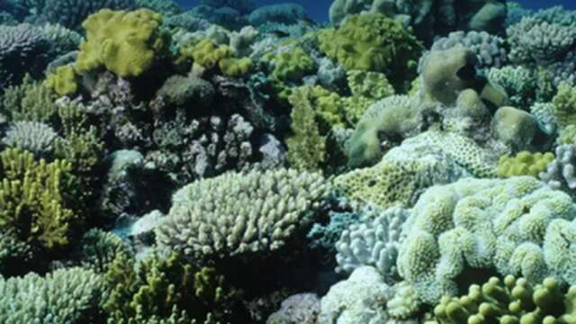 Diffusion Musée Micro-Folie -"Les défis de la Grande Barrière de Corail"