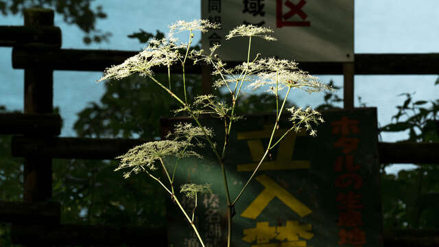 L’Écologie des relations - La Forêt amante de la mer