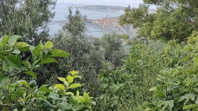 92. Fête du Citron® - Ausflug zu terrassierten Hängen und traditionellen Wasserfassungen