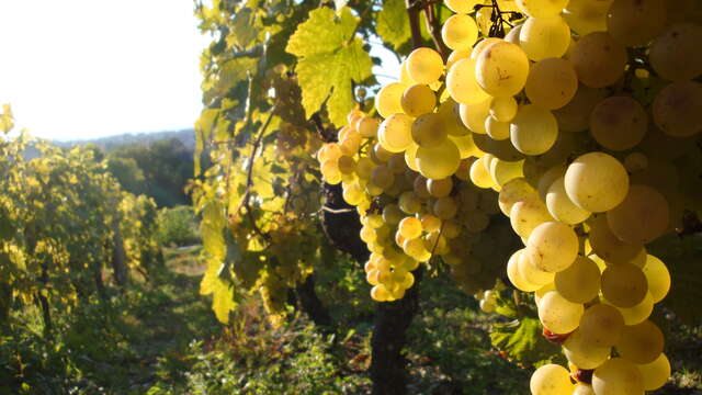 Domaine Delalex - la Grappe  Dorée