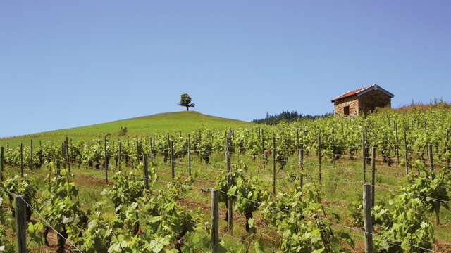 Balade La Clef des champs - Renaison