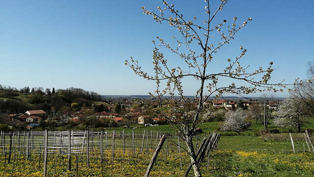 Domaine de La Combes aux Rêves