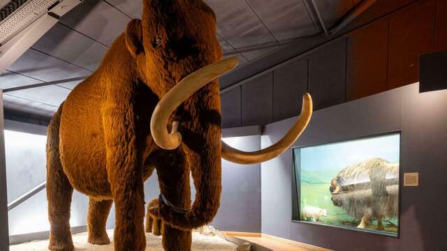 Vacances d'hiver - Visite commentée "Vin et Préhistoire : saveurs et histoire à partager"