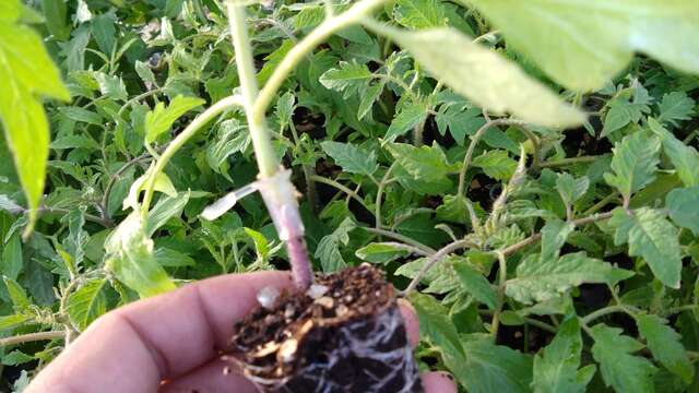 Huerto de la Musiquette