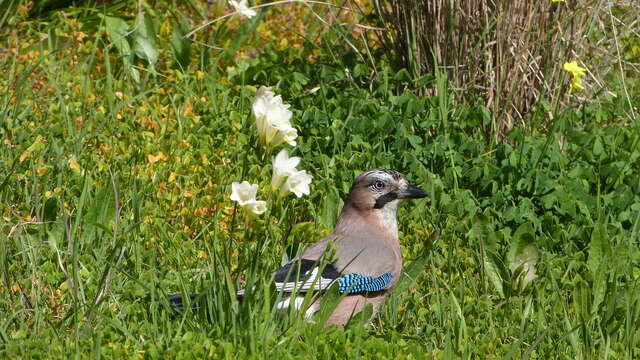 Chasse aux aux œufs au Domaine du Rayol