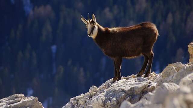 Sur les traces de chamois