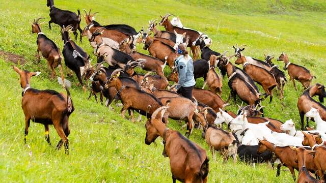 Gliamery goat farm