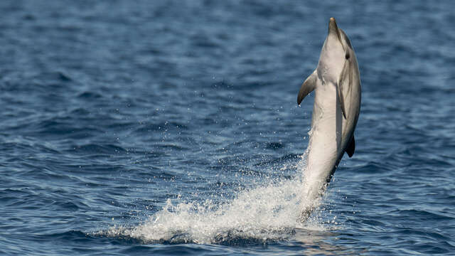Croisière naturaliste observation des dauphins