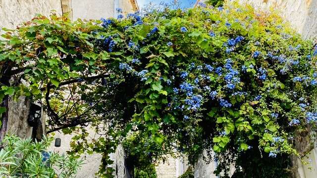 Découverte de la flore du village