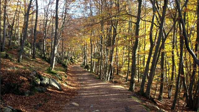Randonnée gourmande nocturne à Loge des Gardes
