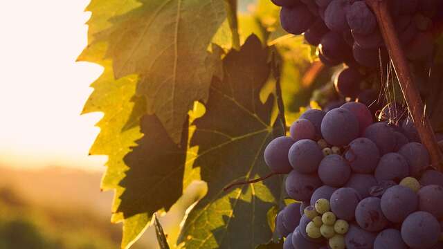 Apéro sunset dans les vignes (Pierres sèches)