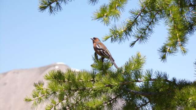 Récital d'oiseaux : la ballade de la Réserve
