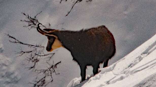 Les chamois après-midi - Bureau Randos Champsaur