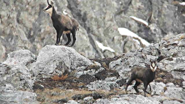 Randonnée journée en Clarée avec observation de la faune - Terres de Trek