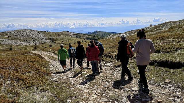 Sur les chemins des plantes de la Montagne de Lure