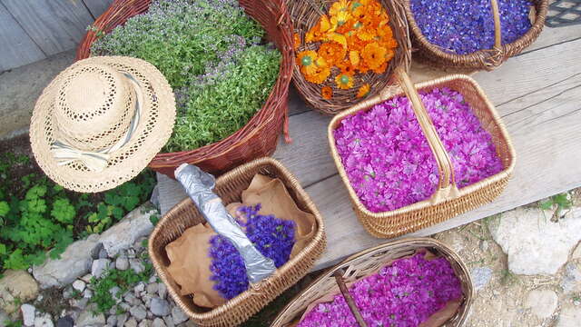 Plantes du Cul du Bois