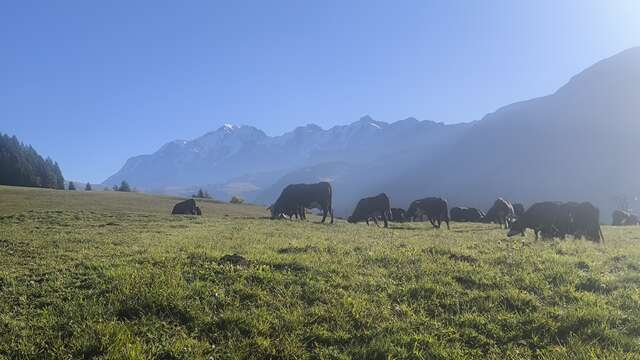 Alpage de Plan Périots