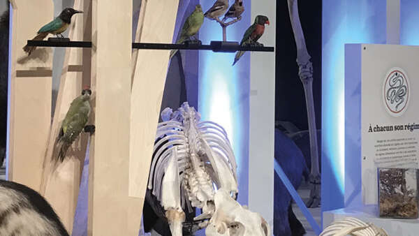 Safaris racontés au Muséum